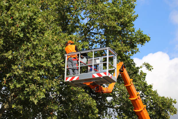 Osceola, MO Tree Removal and Landscaping Services Company